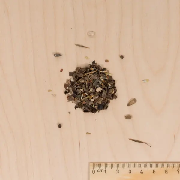 Mélanges de fleurs - Mélange Tapissant - 25 m² - Mélange de fleurs - MEDIA_3D